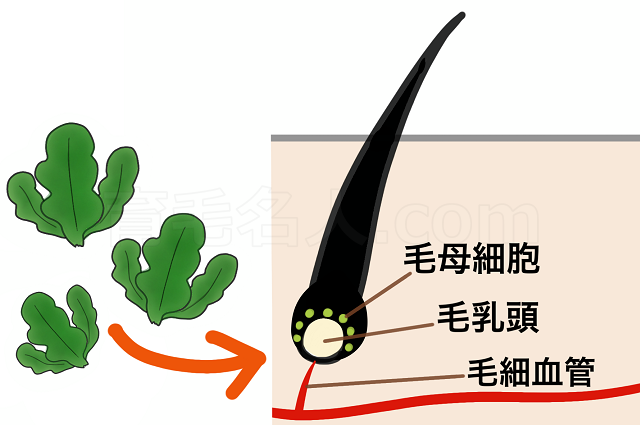 海藻と育毛の関係の図解