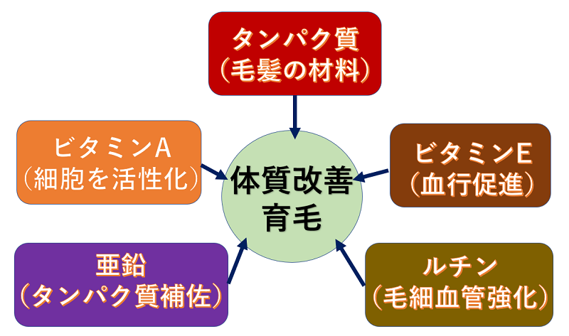 髪の毛に良い栄養素で育毛・若ハゲ改善
