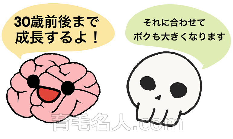 頭の形は30歳前後まで変化する
