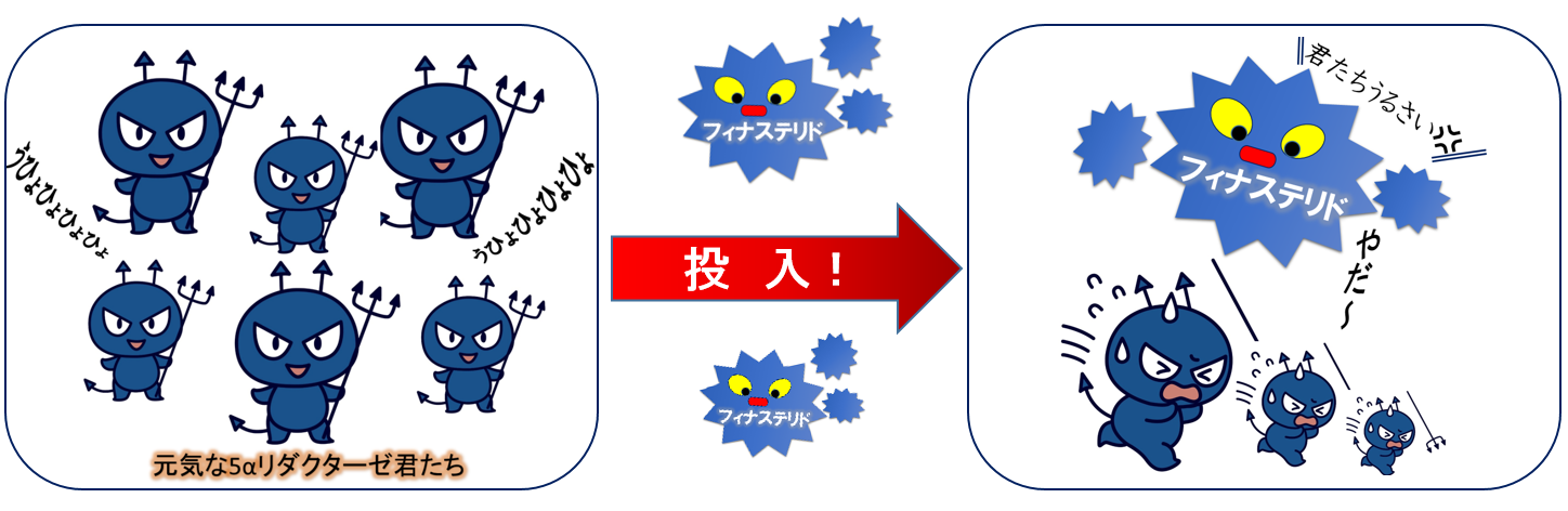 5αリダクターゼ抑制の図①