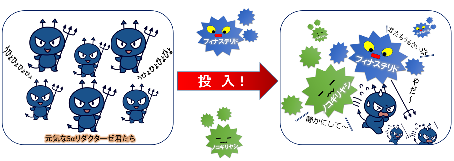 5αリダクターゼ抑制の図①