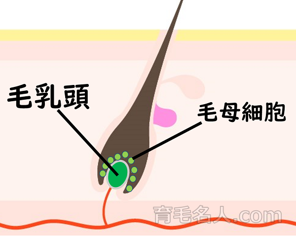 髪の毛の毛乳頭の図
