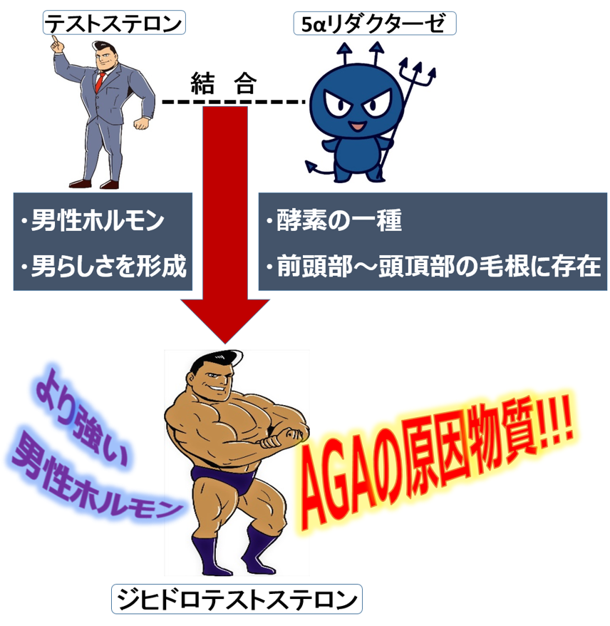 ジヒドロテストステロン誕生の仕組み