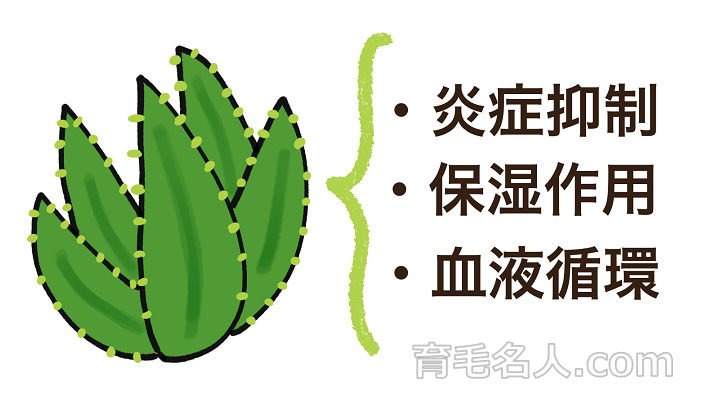 アロエに期待されている育毛にプラスな効果