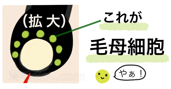 毛母細胞はここ