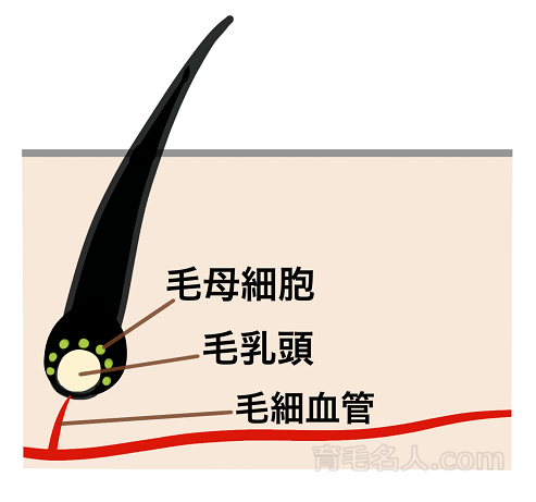 毛乳頭の図解