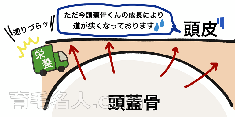 頭皮が引っ張られると血行不良が起きて抜け毛の原因になる