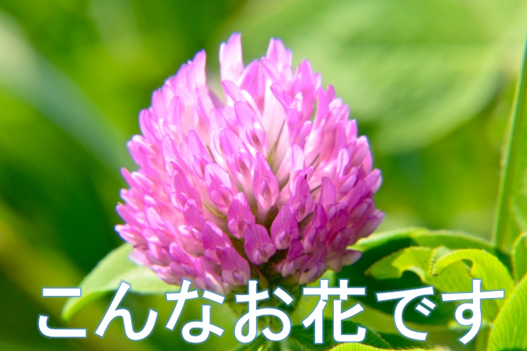 アカツメクサ花