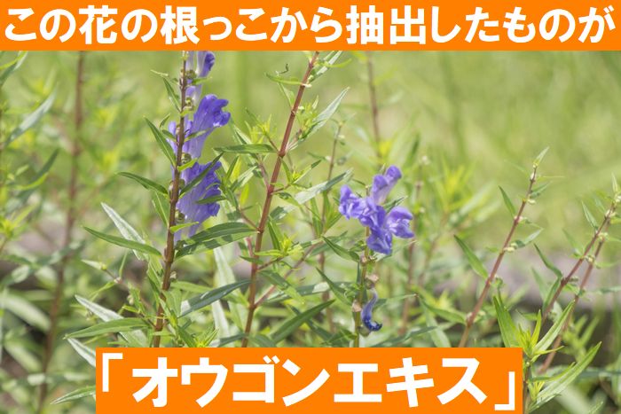 オウゴンエキス