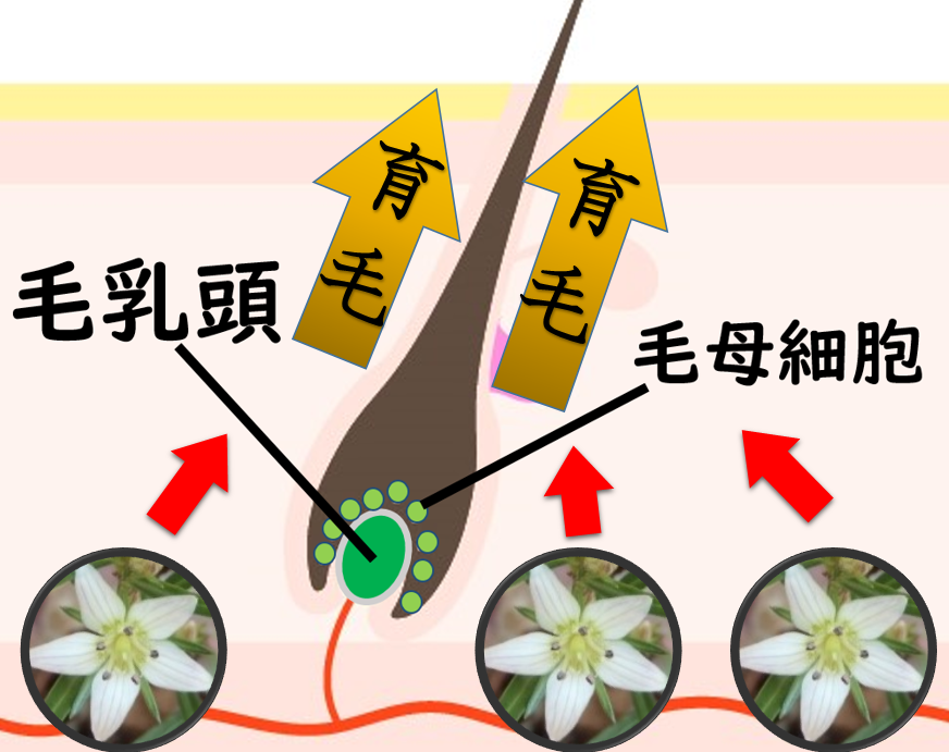 センブリエキスで育毛