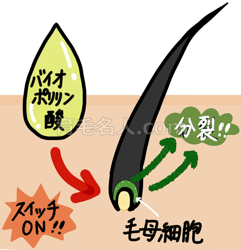 バイオポリリン酸で毛母細胞活性化のスイッチON