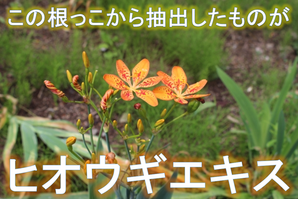 ヒオウギエキス