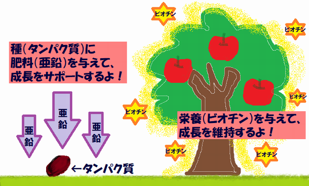 植林活動のたとえ