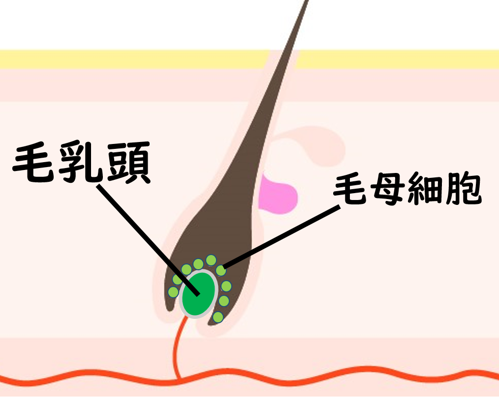毛乳頭と毛母細胞