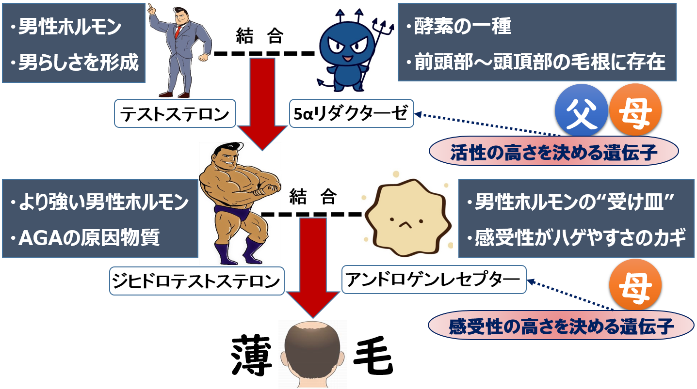 薄毛と遺伝のメカニズム